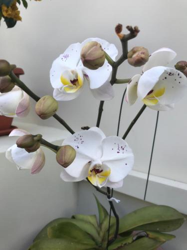 a bunch of white orchid flowers in a vase at Flower Garden Self-Catering Apartments in Beau Vallon