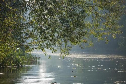 a tree hanging over a body of water at Spreewaldferienwohnungen in Lübben
