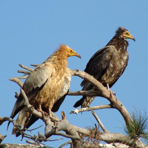 two birds perched on top of a tree branch at Olympios Zeus Hotel in Kato Zachlorou