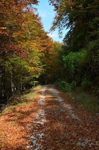 a dirt road in the middle of a forest at D-D in Bovec