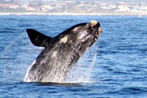 a humpback whale jumping out of the water at Tourist Lodge Gansbaai in Gansbaai