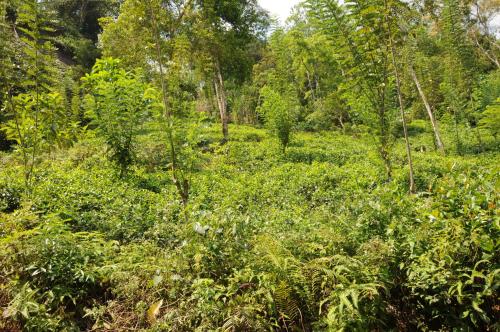 a lush green field with trees and bushes at Kuru Ganga Villa in Eratnagoda