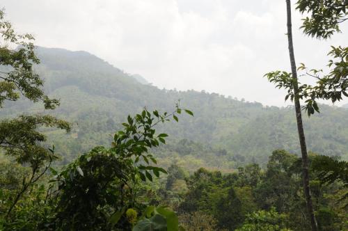a view of auliculiculiculiculiculiculiculiculiculiculiculic at Kuru Ganga Villa in Eratnagoda