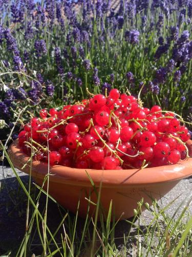 a bowl of red berries in a field of flowers at Tofvehults Boende in Skaftet