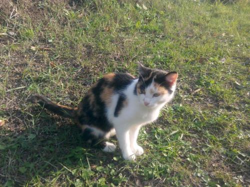 a cat sitting on the grass in the grass at Revaklı Ev Guest House in Rizokarpaso