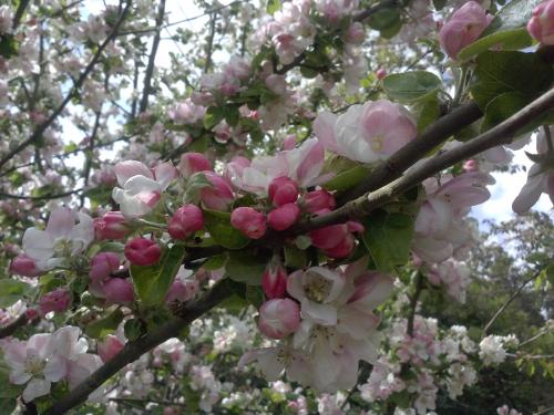 a bunch of pink and white flowers on a tree at Tofvehults Boende in Skaftet