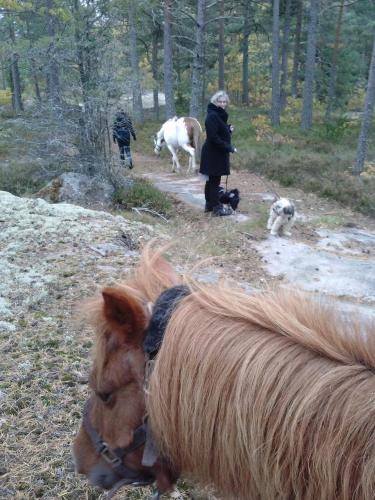 a person walking a horse on a trail with dogs at Tofvehults Boende in Skaftet