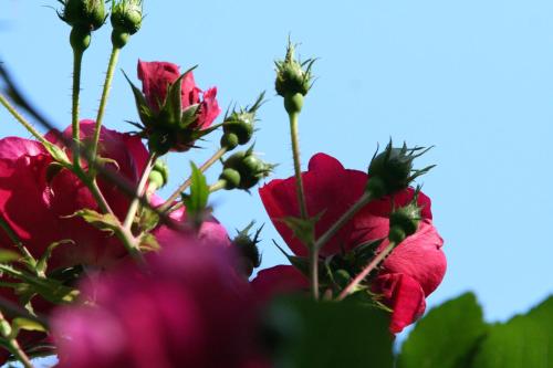 a group of pink flowers with the sky in the background at Tofvehults Boende in Skaftet