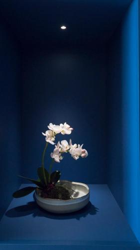 aidium plant in a bowl on a blue wall at JR Hotels Gigli Firenze in Calenzano