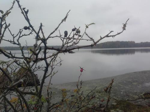 a group of birds perched on a tree overlooking a lake at Tofvehults Boende in Skaftet