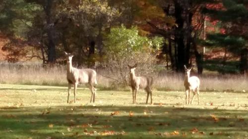 three giraffes are standing in a field at Log Cottage on Blue Lake in Kalkaska