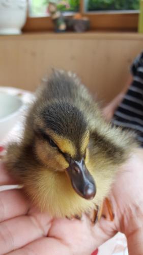 a baby duckling being held in a persons hand at Kellnerhof in Nova Levante