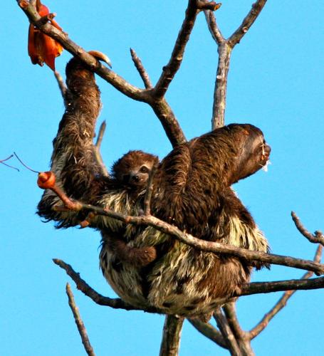 two brown sloth babies are sitting in a tree at Amazon Muyuna Lodge - All Inclusive in Paraíso