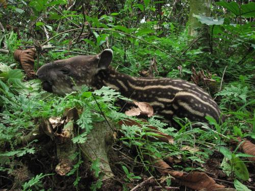a baby bear laying on the ground in the woods at Amazon Muyuna Lodge - All Inclusive in Paraíso