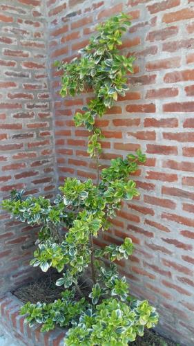 Κήπος έξω από το Posada La Casona