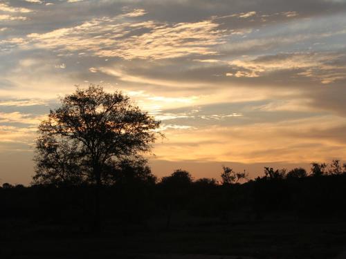 a silhouette of a tree in a field at sunset at Makumu Private Game Lodge in Klaserie Private Nature Reserve