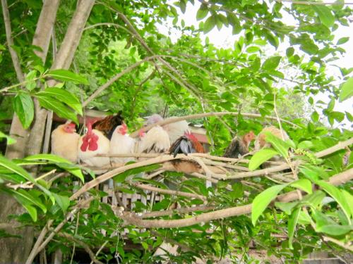 別荘の敷地内または近くにいる動物