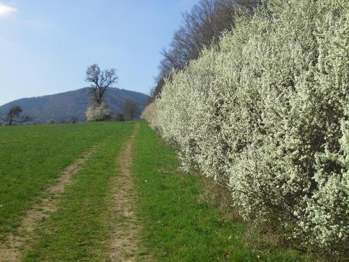 a fence with white flowers on the side of a field at Le Clos du Haslach in Niederhaslach