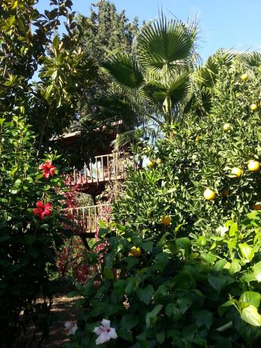 a garden with oranges and other plants and trees at Kibala Hotel in Cıralı