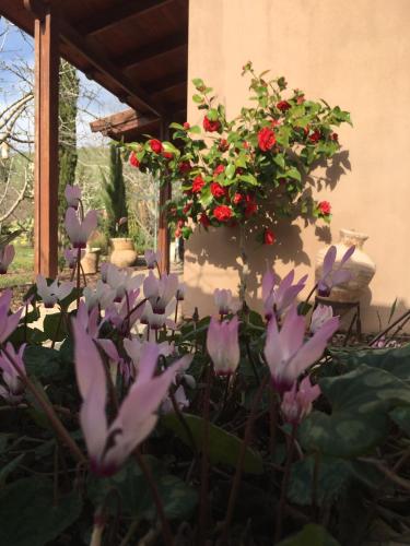 a bunch of purple flowers in a garden at Michal's Suites in Sha'al