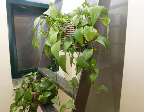 a bunch of green plants sitting on a shelf at Cal Metge de Gualba in gualba de Dalt