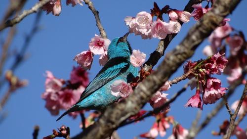 a blue bird perched on a tree branch with pink flowers at Hotel Fazenda Itáytyba in Tibagi