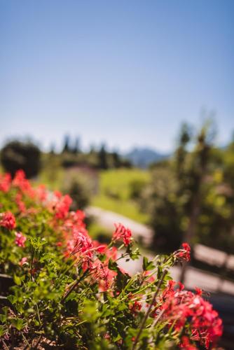a bush of red flowers next to a bench at Hotel Mignon in Folgaria
