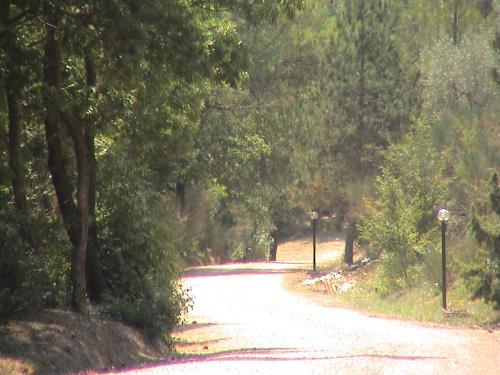 a dirt road with trees on either side at Agriturismo Belsito Pian Di Boccio in Bevagna