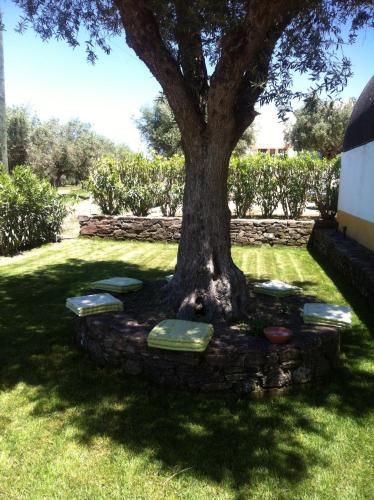 a tree with four benches around it in a yard at Monte dos Aroeirais in Fronteira