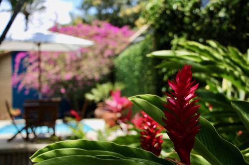 a red flower in front of a garden with pink flowers at Pousada El Capitan in Barra Grande