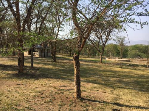 a group of trees in a field with a building at African Rest Lodge in Barberton