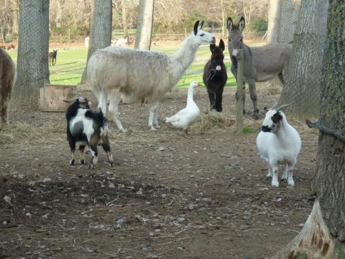 a group of llamas and goats and chickens in a field at Virevent in Carcassonne