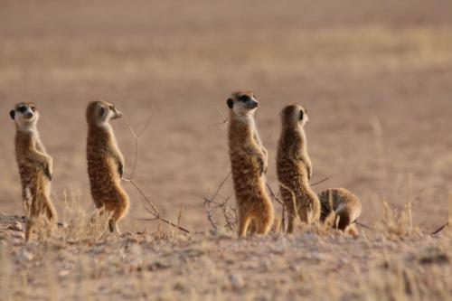 a group of meerkats standing in a field at Xaus Lodge in Twee Rivieren