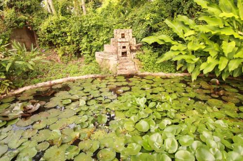 a pond filled with lots of lily pads at Hotel Puuc in Oxkutzcab