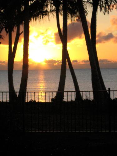 a sunset over the ocean with palm trees at ABSOLUTE BEACHFRONT BLISS - NEWELL BEACH - 10 Metres to the Ocean in Newell Beach