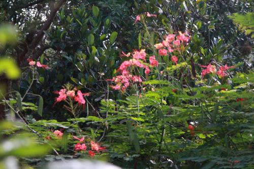 a bush with pink flowers in front of a tree at Mekong Rustic Cai Be in Cai Be