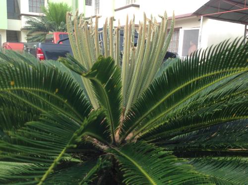 a green palm tree in a parking lot at Danel Pensionne House in Tacloban