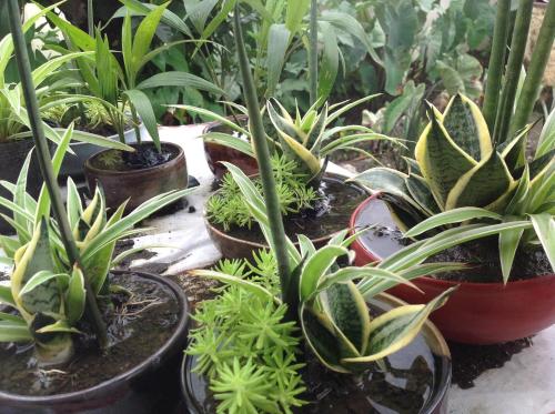 a group of potted plants sitting on a table at Danel Pensionne House in Tacloban