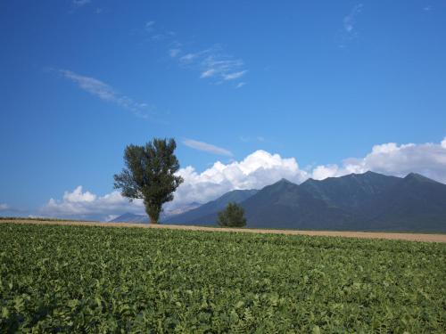 a field with a tree and mountains in the background at Akane-yado in Nakafurano