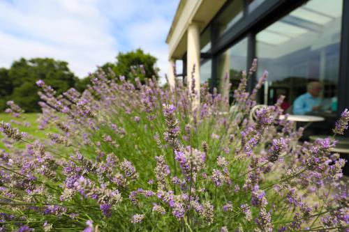 a bunch of purple flowers in front of a building at Hotel du Vin Cannizaro House Wimbledon in London