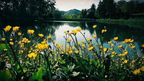 a bunch of yellow flowers in front of a lake at Agriturismo Acero Rosso in Civitella di Romagna