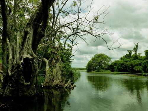 a river with a tree in the middle at A4 Villa & Spa. in Habarana