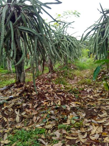 Jardin de l'établissement Gado-gado BnB