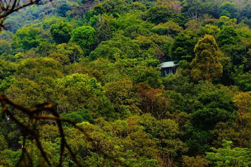 a cabin in the middle of a forest of trees at Wayanad Wild - A CGH Earth Experience in Vythiri