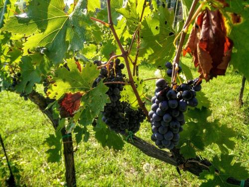 a bunch of black grapes hanging from a tree at Podere Terreno alla via della volpaia in Radda in Chianti