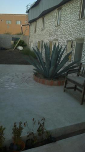 a plant in a yard next to a building at Solari Casa de Huespedes in Rosarito