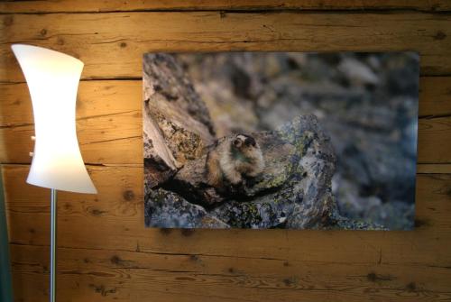 a picture of a squirrel on a rock next to a lamp at Boutique Hotel The River House in Andermatt