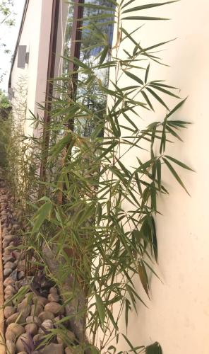 a bamboo plant growing next to a house at Hemingways Retreat Kigali in Kigali
