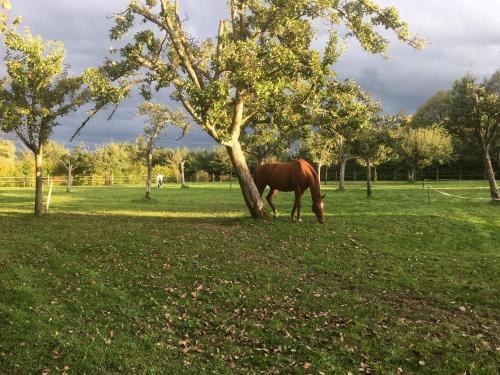 a horse grazing in a field next to a tree at L'auberge du Mont in Le Breuil-en-Auge