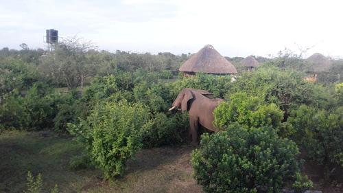 an elephant is standing in some bushes at Engiri Game Lodge and Campsite in Katunguru